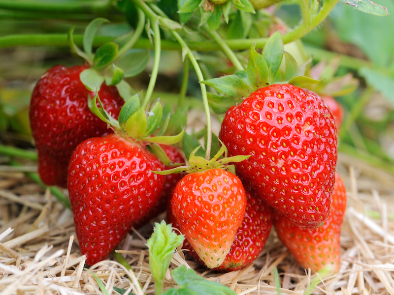 Fresh strawberries at Heaven's Gates Cherry Farm