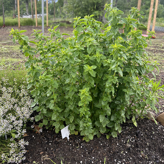 Fresh oregano grown at Heaven’s Gates Cherry Farm