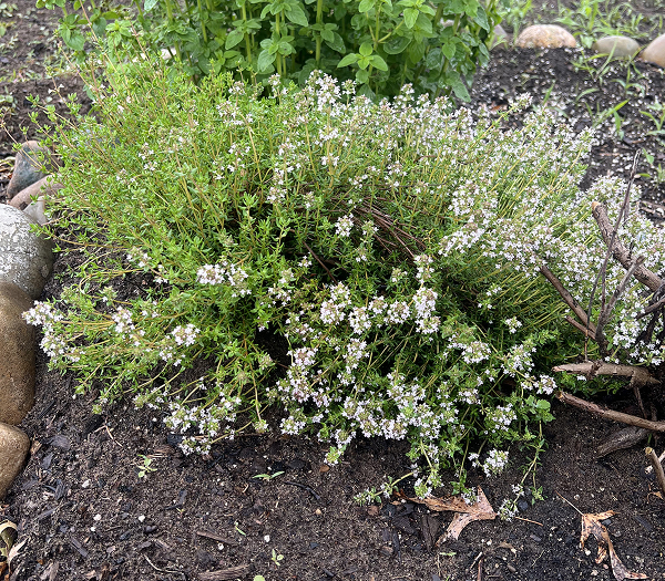 Fresh thyme grown at Heaven’s Gates Cherry Farm