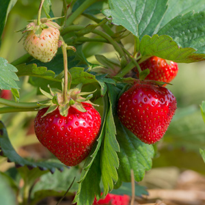 Earliglow Strawberry Plants
